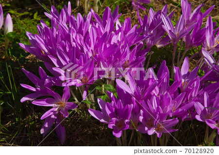 Autumn crocus corticum 70128920