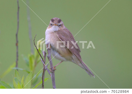 Black browed reed warbler Black browed reed warbler 70128984