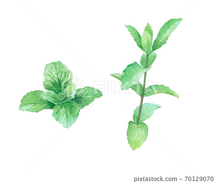 草本：薄荷水彩插圖（痕量矢量） 70129070
