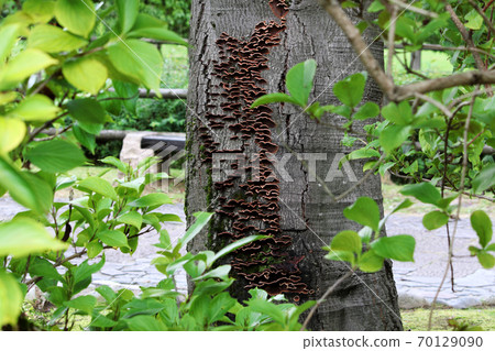 Mushrooms that grew on cherry trees Mushrooms that grew on cherry trees 70129090
