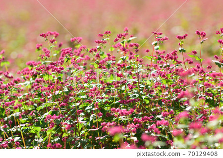 Red buckwheat field 70129408