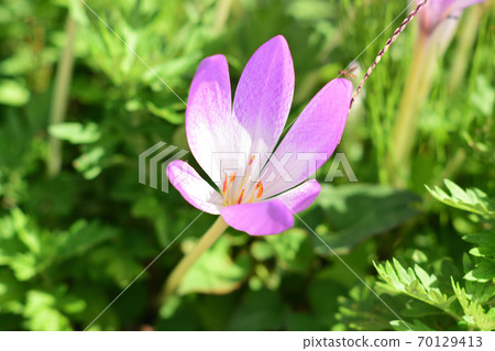 Canine saffron (up) Canine saffron (up) 70129413