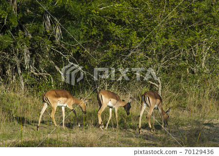 Impala .Kruger National Park.South Africa 70129436