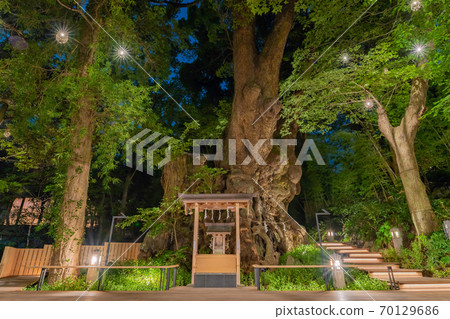 靜岡縣熱海市久宮神社的聖樹大杉 靜岡縣熱海市久宮神社的聖樹大杉 70129686