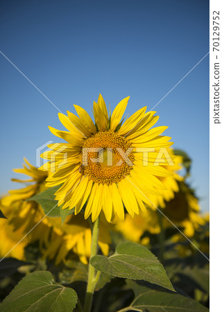 sunflower plant.La Pampa Argentina sunflower plant.La Pampa Argentina 70129752