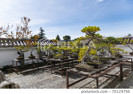敦賀城,會津若松城松樹盆景 敦賀城,會津若松城松樹盆景 70129798