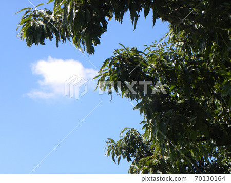 The leaves of a large tree of Quercus acutissima in the Showa Forest The leaves of a large tree of Quercus acutissima in the Showa Forest 70130164