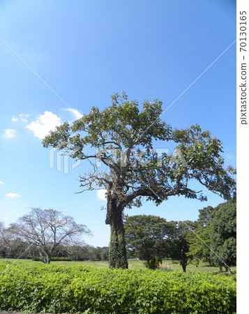 A paulownia tree in the Showa forest with a slightly unusual tree shape 70130165