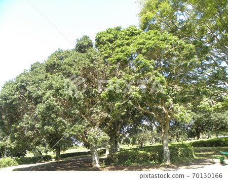 A large oak tree with a thick tree shape that looks like a large bonsai tree A large oak tree with a thick tree shape that looks like a large bonsai tree 70130166