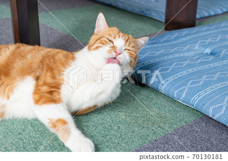 修飾白色棕貓曼蒂康 70130181