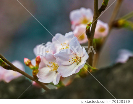 櫻花 櫻花 70130189