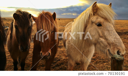 Icelandic friendly horse 70130191
