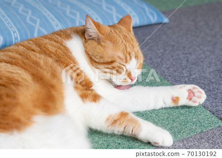 Grooming white tea cat Munchkin Grooming white tea cat Munchkin 70130192