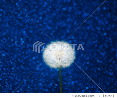 dandelion flower on blue bokeh background dandelion flower on blue bokeh background 70130621