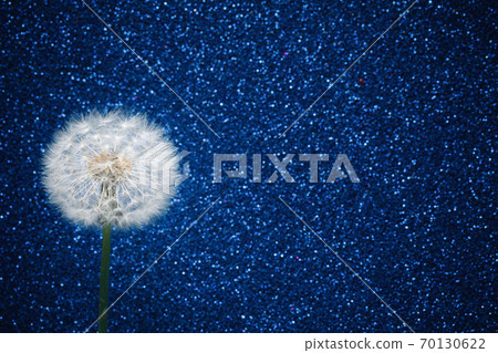 dandelion flower on blue glitter background dandelion flower on blue glitter background 70130622