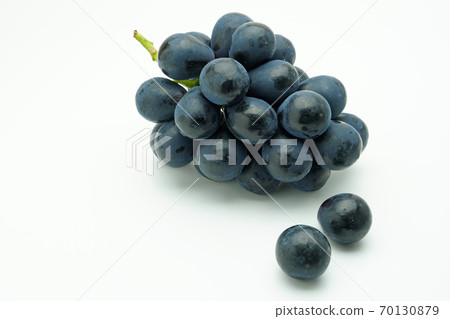 Nagano Purple 70130879