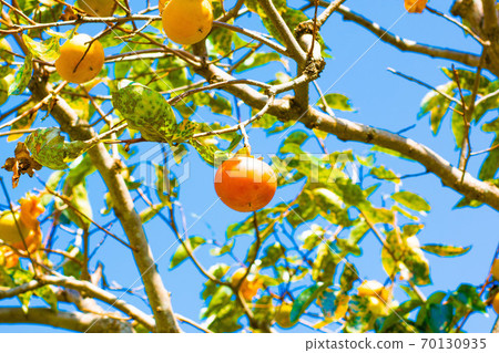 Fruit-derived persimmon Fruit-derived persimmon 70130935