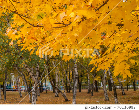 Trees with yellow leaves in the city park on autumn day Trees with yellow leaves in the city park on autumn day 70130992