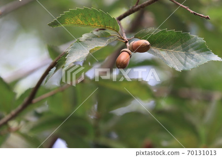 Acorn serrata fruit 70131013