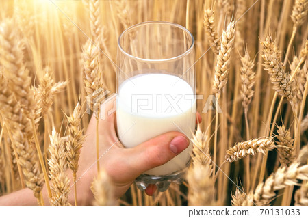 Milk in a glass beakerof, in mans hand, in wheat field. Agricultural background with with drink 70131033