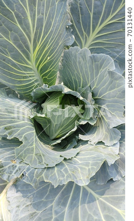 Top view white cabbage head grow in garden, green farming concept, selective focus 70131440