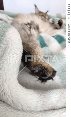 Cute tabby cat sleeping on bed covered with cozy blanket, comfortable moment, mobile photo 70131443