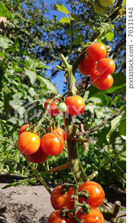 Fresh bunch of natural tomatoes on branch in organic vegetable garden, selective focus, copy space 70131448