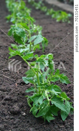 Green seedling of tomatoes growing out of soil in vegetable garden, green farm concept Green seedling of tomatoes growing out of soil in vegetable garden, green farm concept 70131451