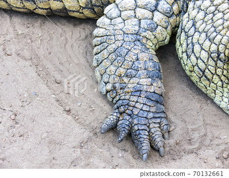 Front paw of the right crocodile close-up. Front paw of the right crocodile close-up. 70132661