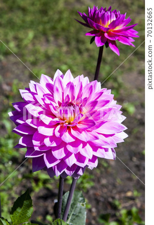 Flower of a varietal garden plant Dahlia during summer flowering in a flower bed. 70132665