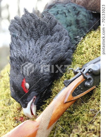 Hunting trophy of a capercaillie and a shotgun on the moss Hunting trophy of a capercaillie and a shotgun on the moss 70133023