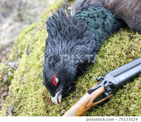 Trophy European capercaillie and part of the gun on the moss 70133024