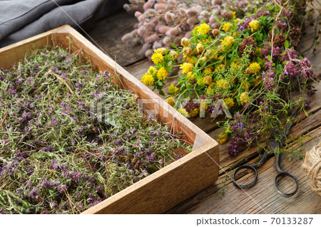 Wooden crate filled with dry healthy thyme flowers, scissors, apron and bunch fresh medicinal plants on wooden table. Alternative medicine. Top view. Flat lay. Wooden crate filled with dry healthy thyme flowers, scissors, apron and bunch fresh medicinal plants on wooden table. Alternative medicine. Top view. Flat lay. 70133287