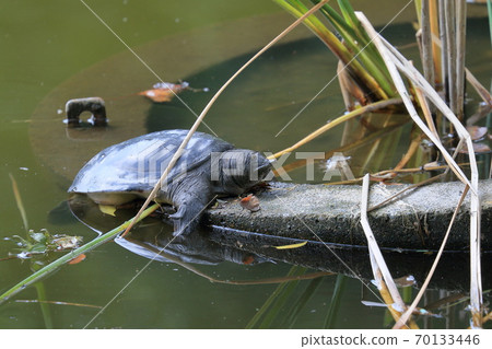 Soft-shelled turtle that dries its shell 70133446