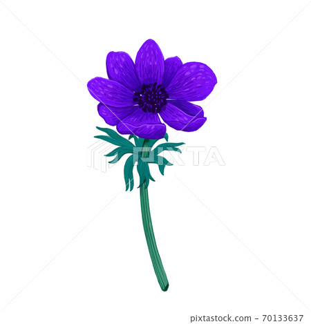 Violet Blue anemone isolated on white background. Hand drawn color pencil digital illustration. Collection of botanical design elements on white background Violet Blue anemone isolated on white background. Hand drawn color pencil digital illustration. Collection of botanical design elements on white background 70133637