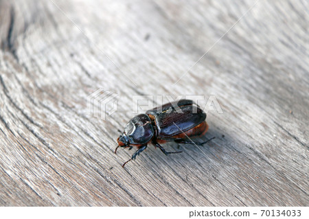black beetle on the wood plank. 70134033