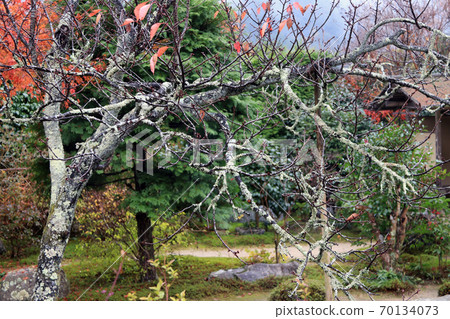 The branch of tree with lichen moss and background out focus autumn garden. The branch of tree with lichen moss and background out focus autumn garden. 70134073
