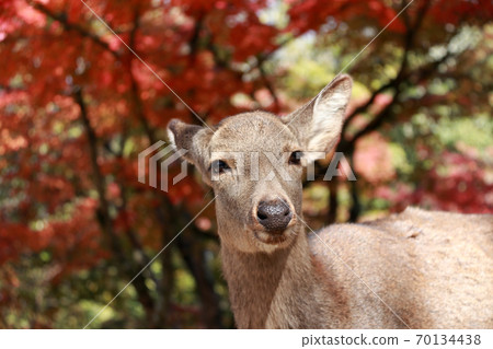 Deer standing background red leaves autumn tree at the park in Nara, Japan.  70134438