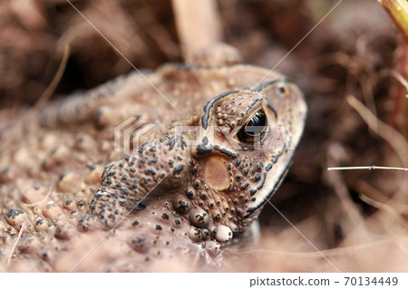 Toad buried in the soil. it is a tailless amphibian with a short stout body and short legs Toad buried in the soil. it is a tailless amphibian with a short stout body and short legs 70134449