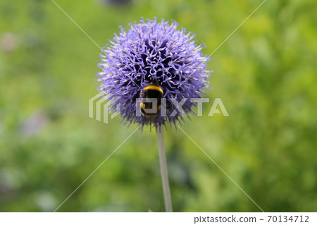 Glothistle Bumblebee perching on Ruritama thistle 70134712