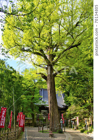 [Machida City] Yakushiike Park, a large ginkgo tree in Yakushido 70134805