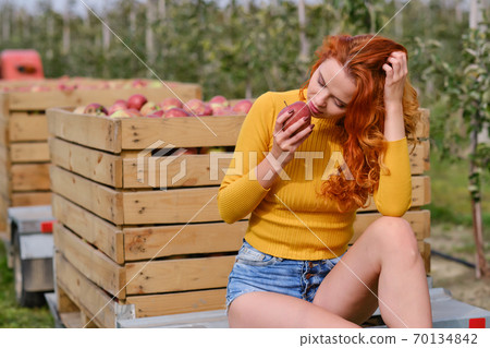 Young red-haired woman helps with picking apples 70134842
