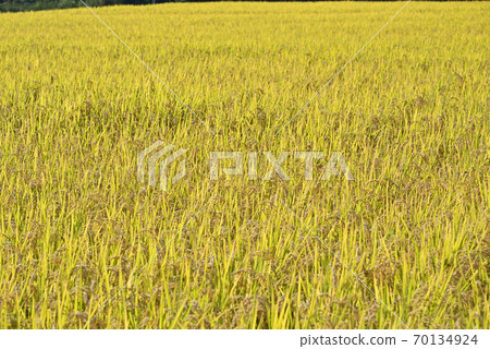 Fruitful autumn 70134924