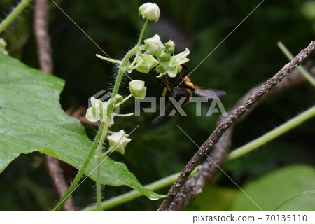 A bee 70135110