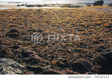 Seaweed in the zone of low tide on the shore of the sea of Okhotsk 70135111