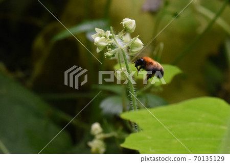 A bee A bee 70135129