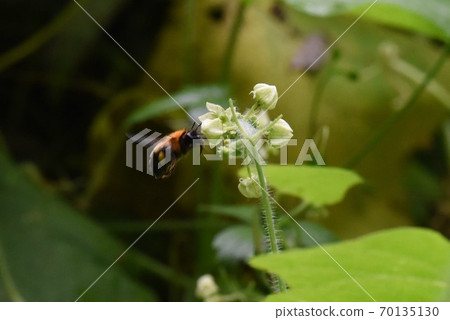 A bee A bee 70135130