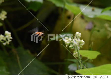 A bee A bee 70135131