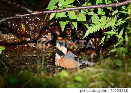 在帕魯斯沐浴 70135318