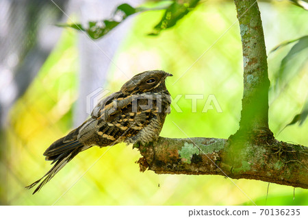 Large-tailed Nightjar bird on branch of tree in forest Large-tailed Nightjar bird on branch of tree in forest 70136235
